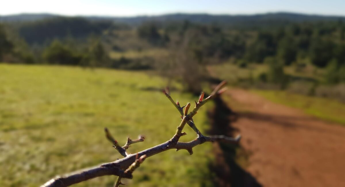 Nimahue